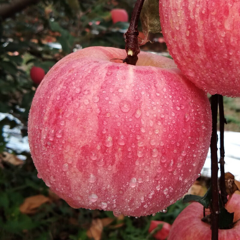 洛川红富士苹果3斤