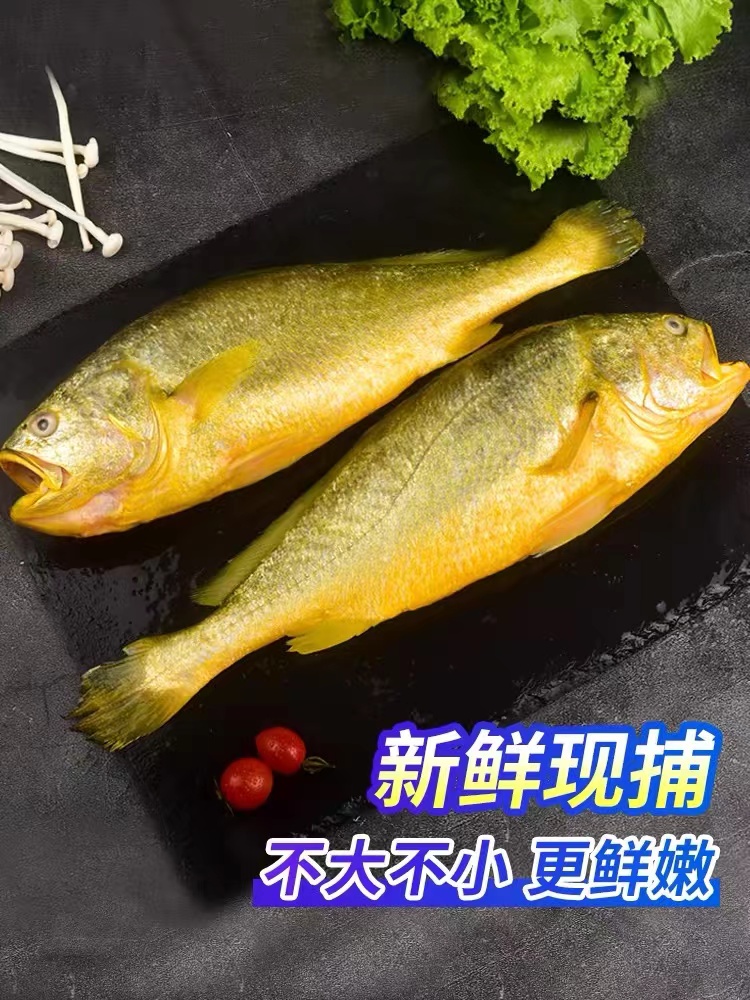 日照发货 生态黄花鱼 单条8~9两左右 顺丰运输