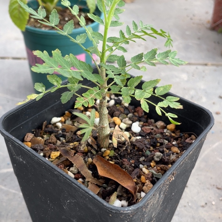 尼乐达乳香植物植物