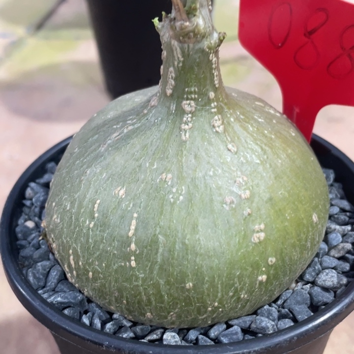 银叶睡布袋一物一拍