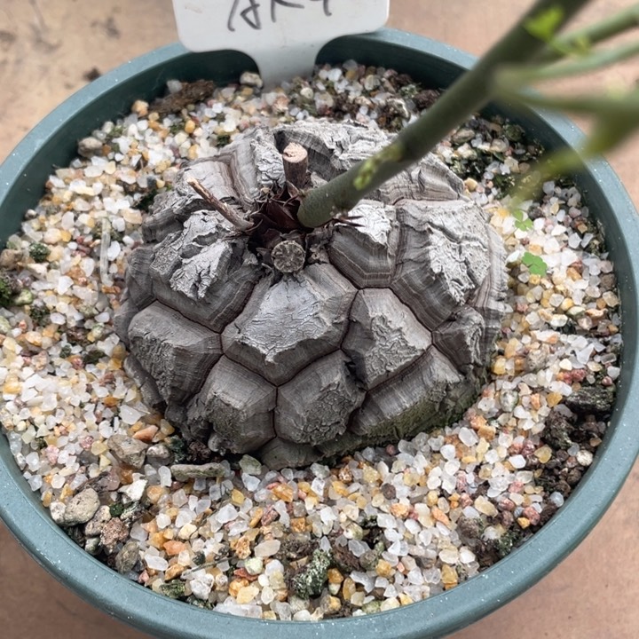 魔**焕定盆定养龟甲龙9.6公分