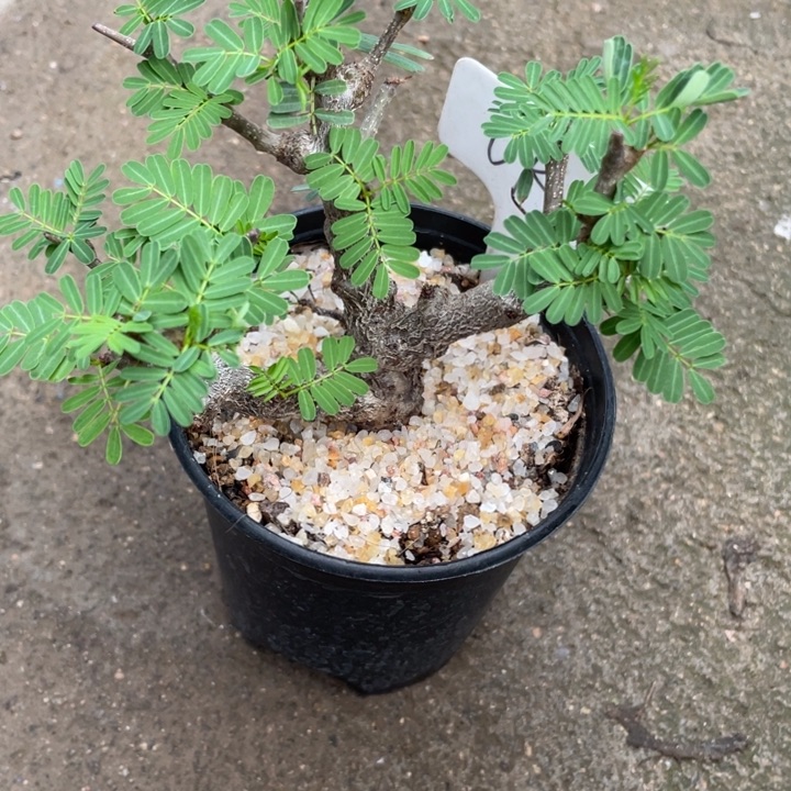 沙漠苏木块根植物