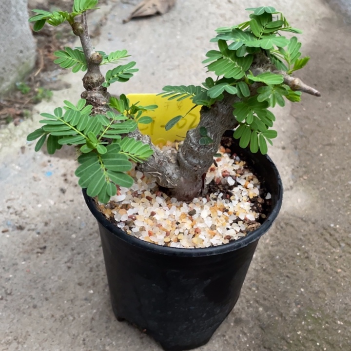 沙漠苏木块根植物