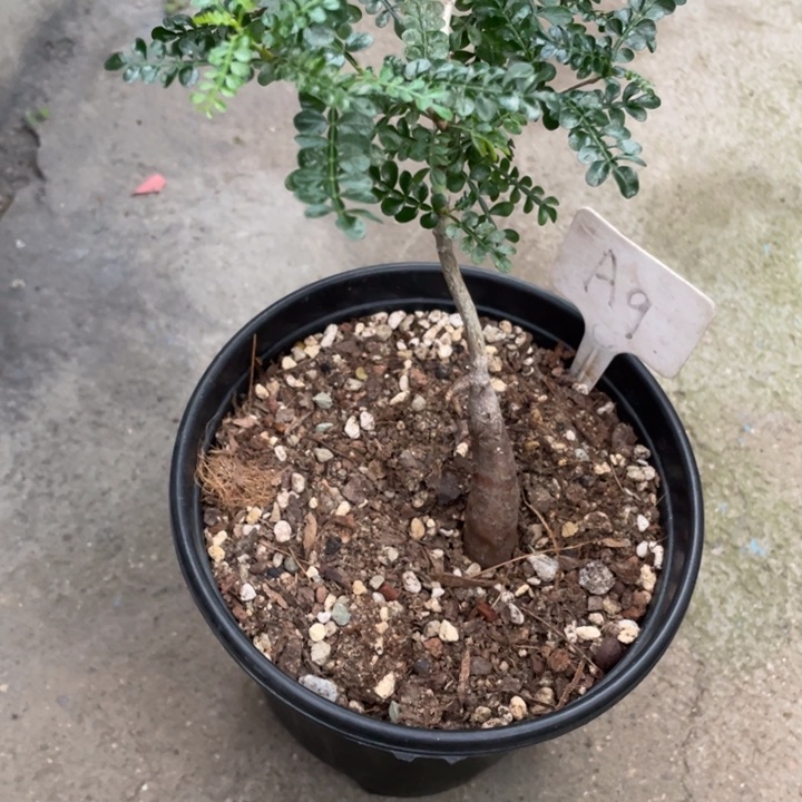 实生象足漆树块根植物