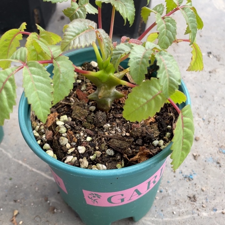 墨西哥角榄块根植物