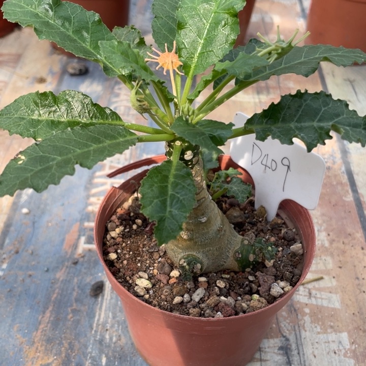 流桑群块根植物植物