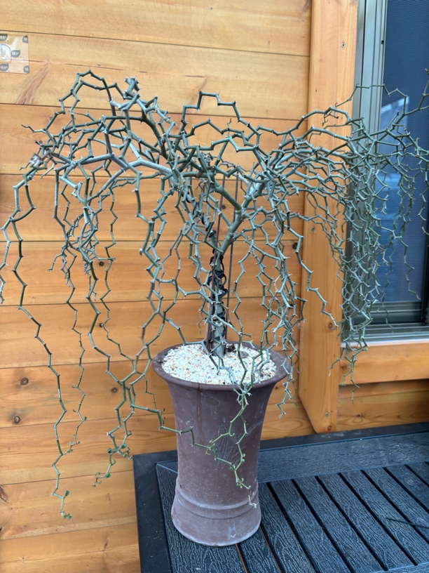 弯曲龙多肉植物龙树科