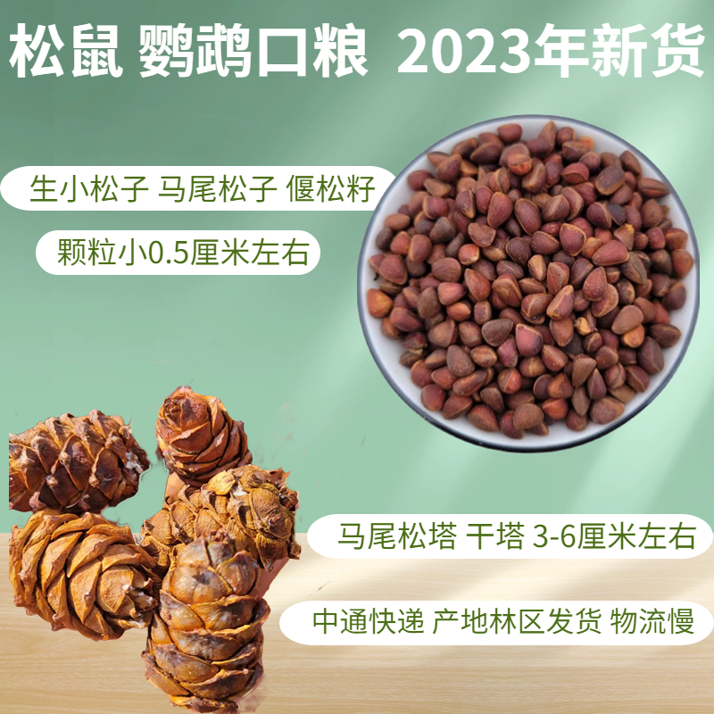 马尾松塔生小松子原味魔王雪地粮食红腹零食口粮松鼠粮磨牙松果