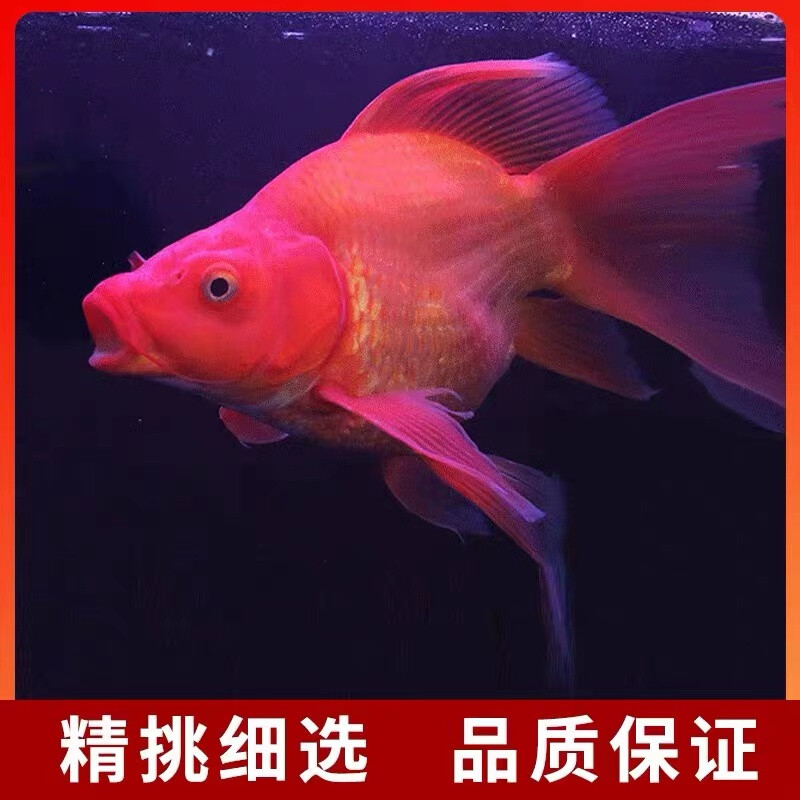 蝴蝶鲤红蝴蝶金蝴蝶火凤蝴蝶熊猫蝴蝶
