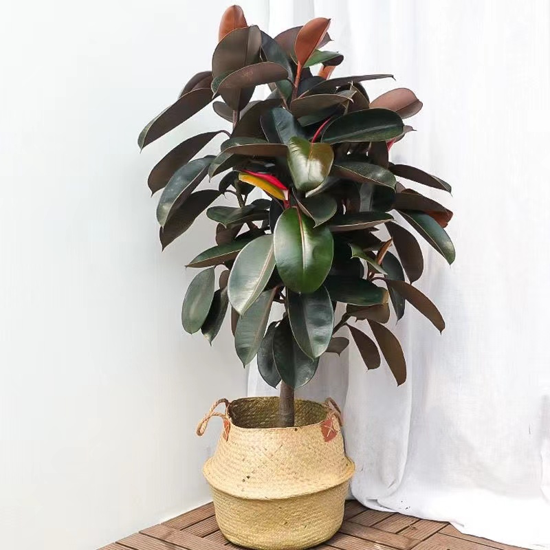 黑金刚橡皮树盆景绿植花叶橡皮树办公室内桌面橡皮树大棵客厅阳台