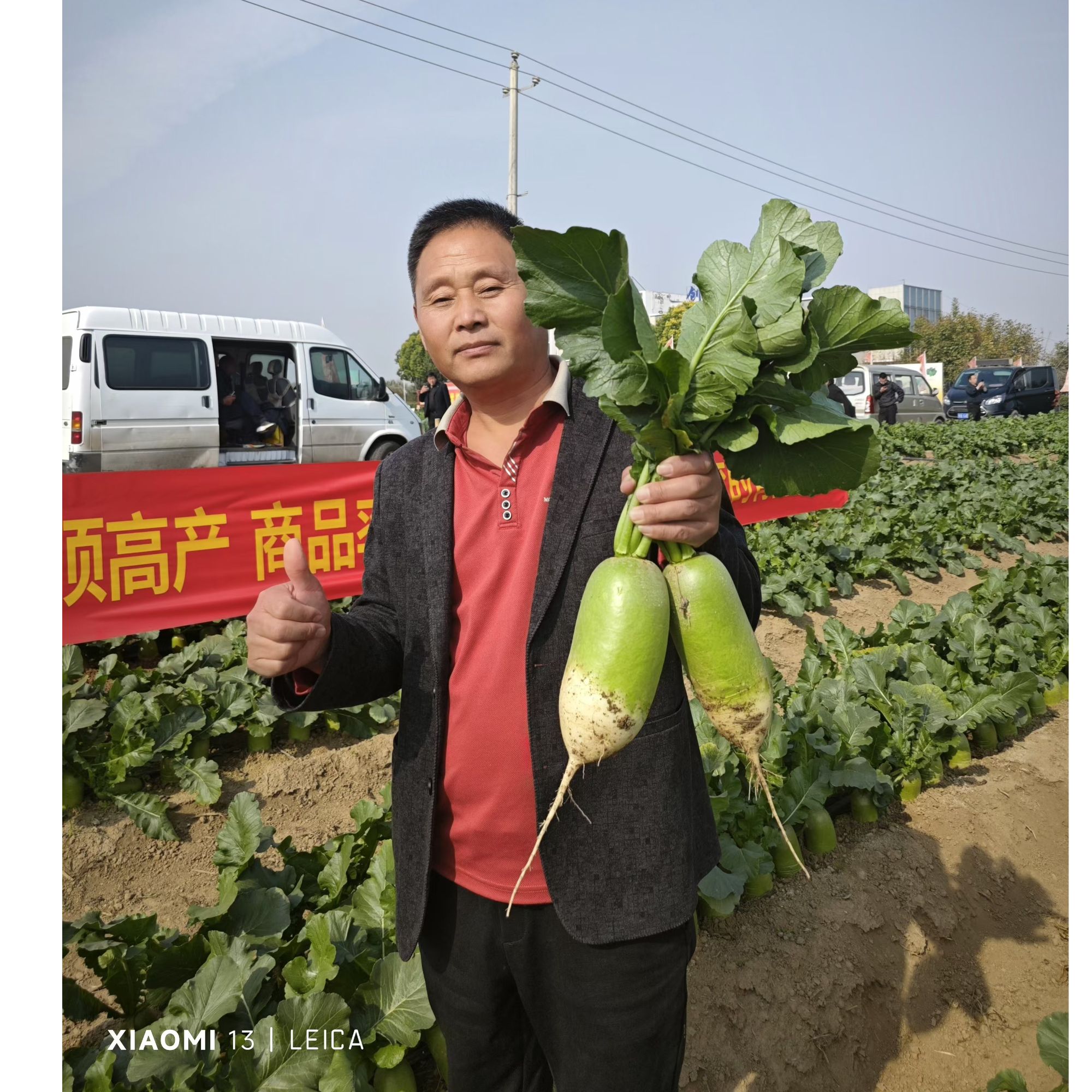 夏胜二号-青萝卜，耐热耐寒、产量高60g