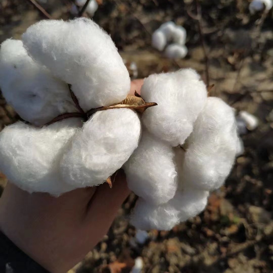 自家种植好白棉花 百分百纯棉花
