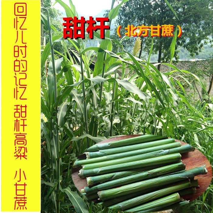 甜杆北方甘蔗种子甜高粱种籽甜秫秸甜脆高糖甜杆小甘蔗种子