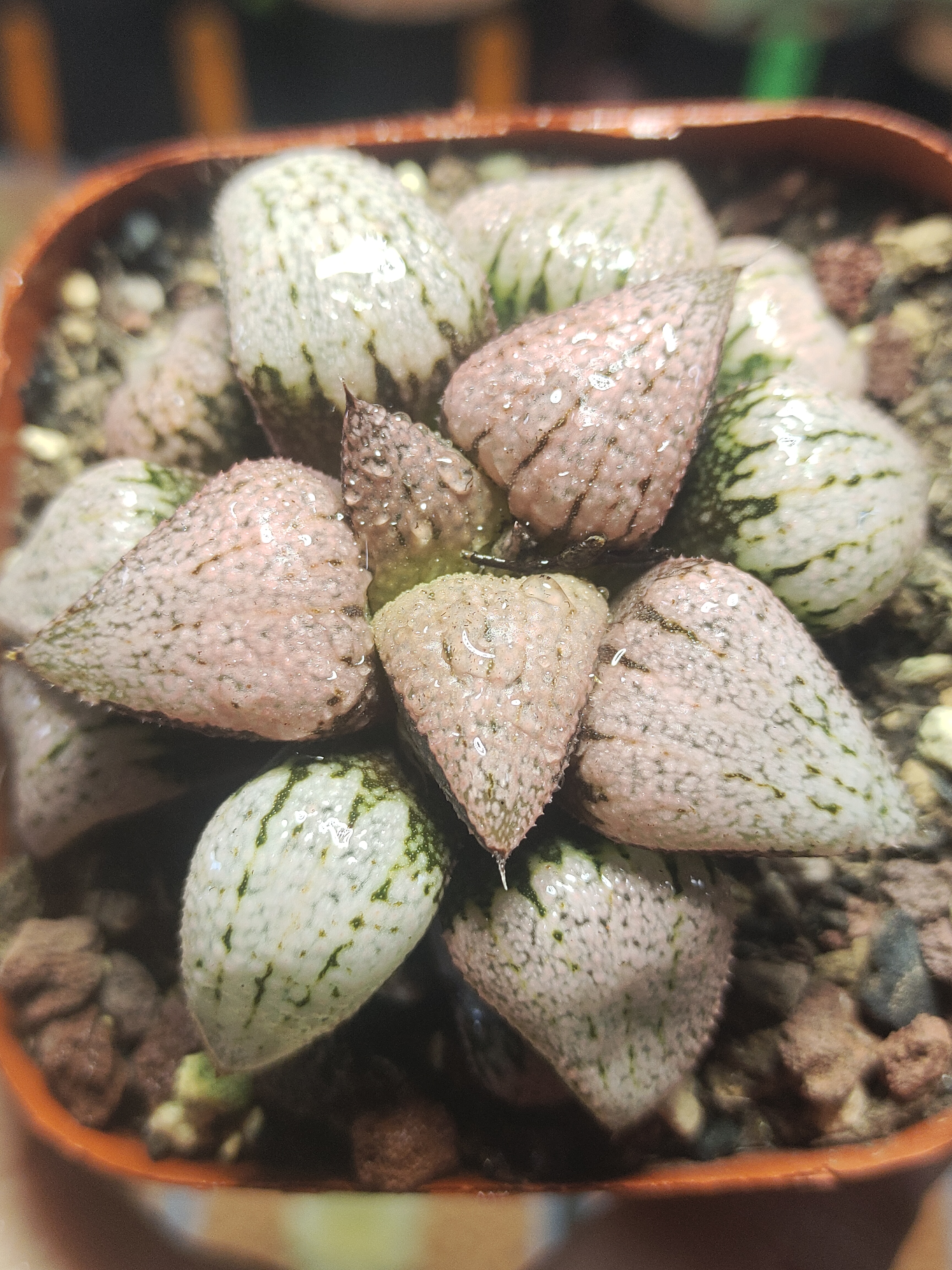 红宝石(满20包邮)