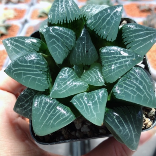 【闪购商品】实方颗