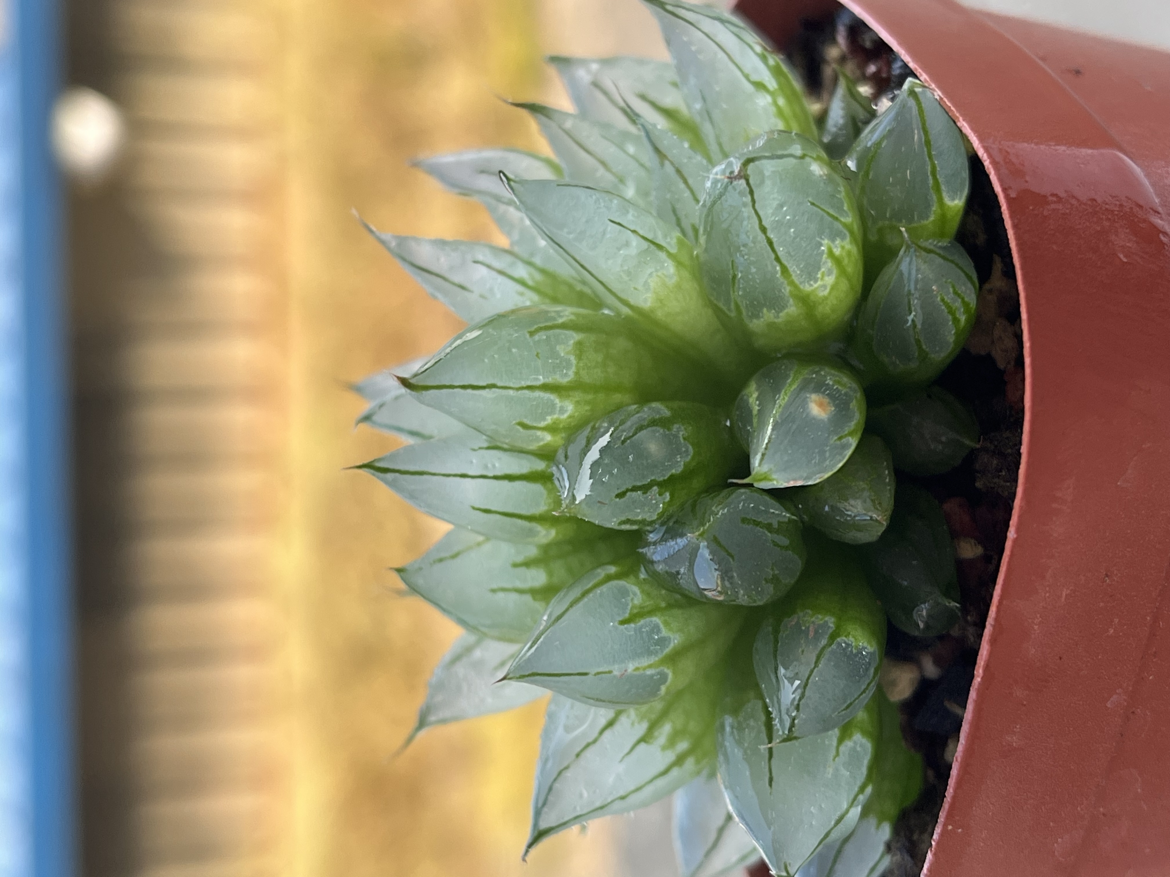 十二卷西亚基（满20包邮）