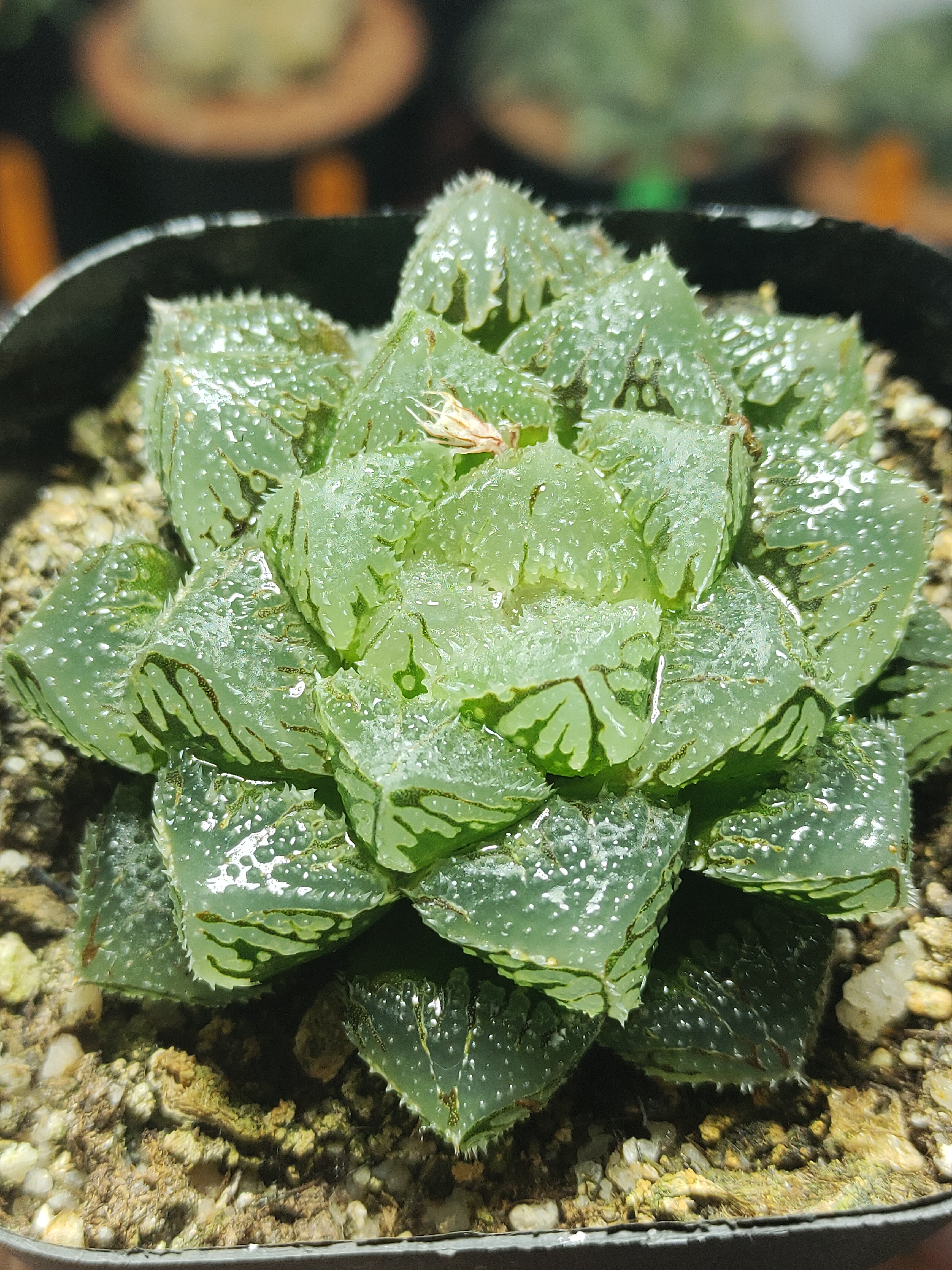 魔刺玉露(满20包邮多肉)