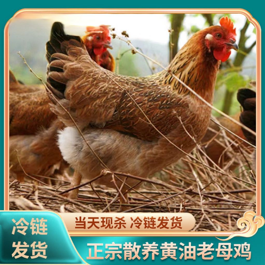 【七七家】放养黄油老母鸡一只毛重4斤净重2.5左右 三只净重7.5斤