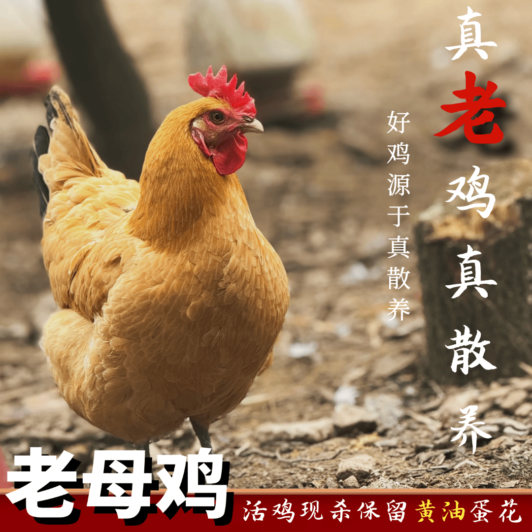 【七七家】放养黄油老母鸡一只毛重3斤多净重2斤左右 4只净重8斤