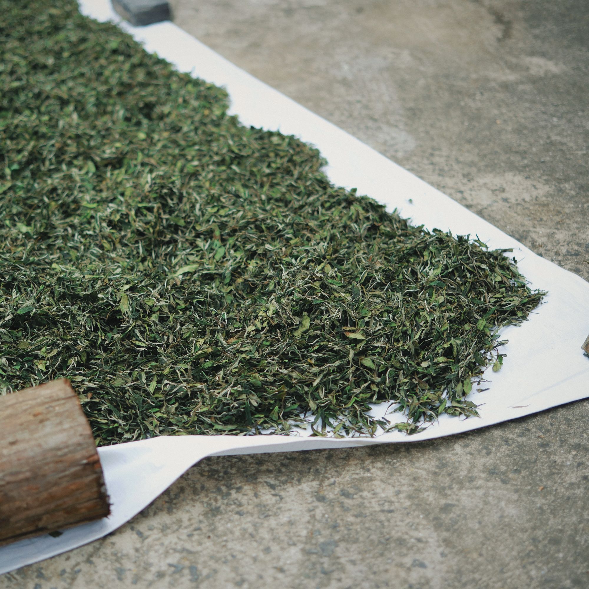 归荼茶事｜（临时链接）白茶籽半斤装 2012年福鼎太姥山方家山 250g