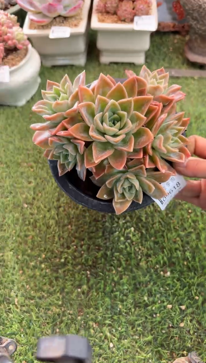 【闪购商品】09618