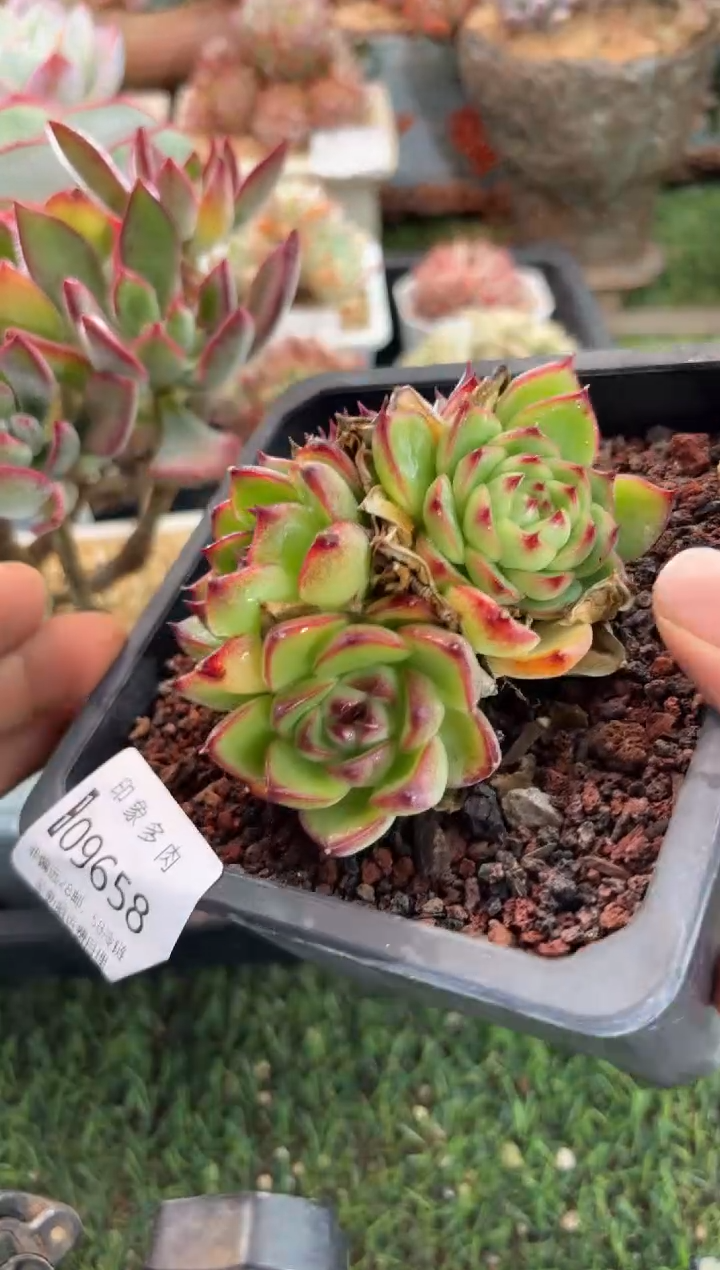 【闪购商品】09658