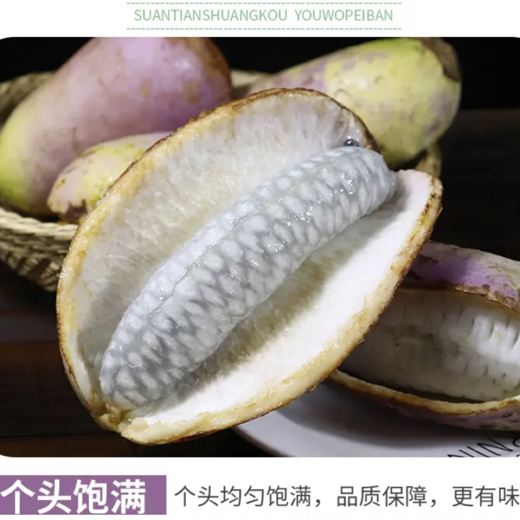 【现摘现发】当季大别山深山八月瓜水果“预知子”新鲜采摘