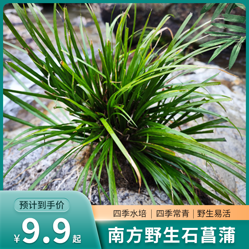 直播主链接-石菖蒲-草庭院虎须水培鱼缸菖蒲盆景栽植物办公绿植苗
