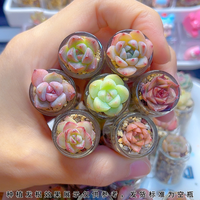 【超迷你小瓶子】空瓶无孔多肉种植玻璃瓶适合超级小的饭盒切糕