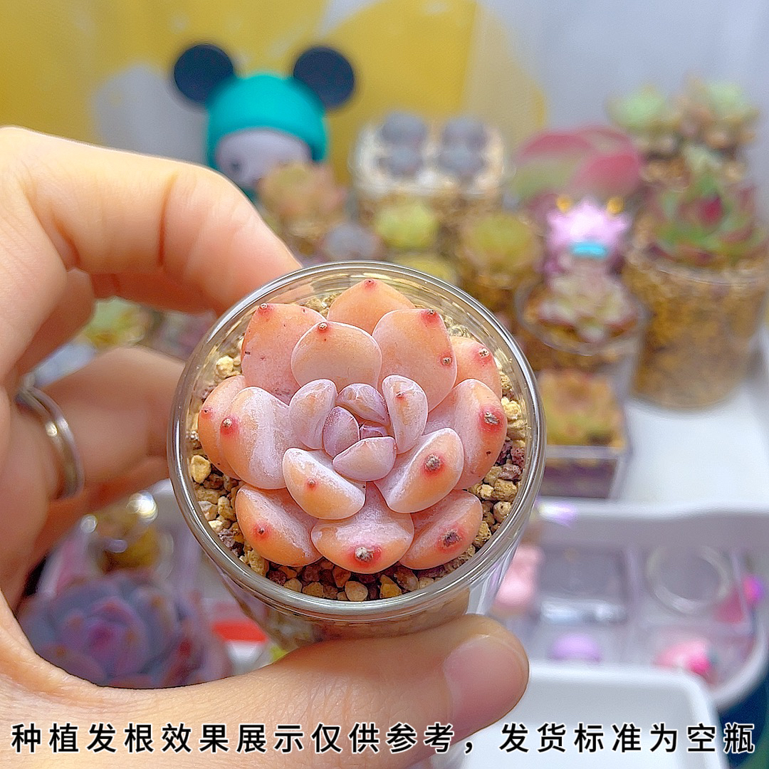 【4.3内口径】空瓶无孔多肉种植玻璃瓶可种3-5厘米左右单头群生多肉