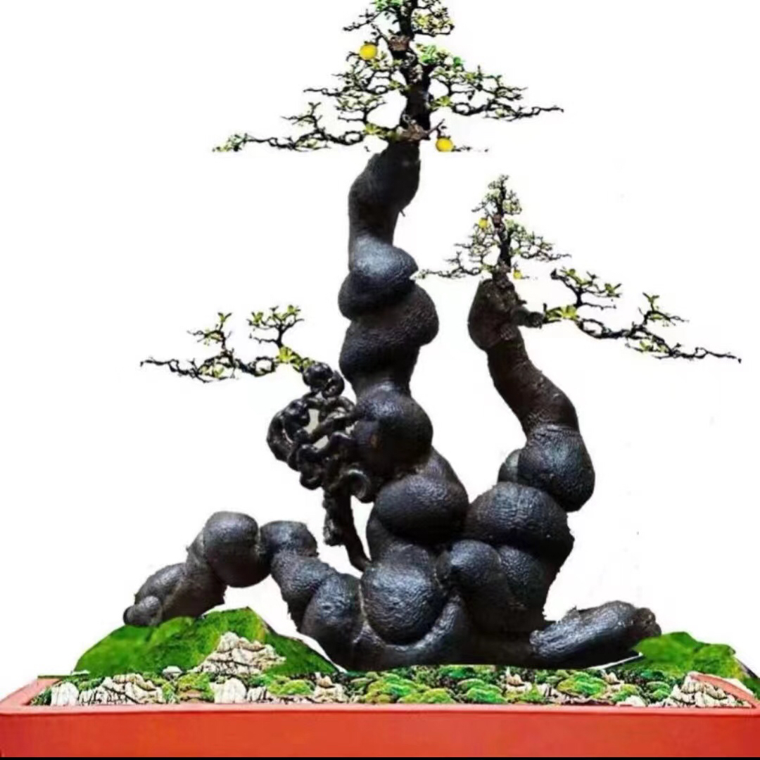 金弹子灌木盆景素材，直播间(一物一拍）