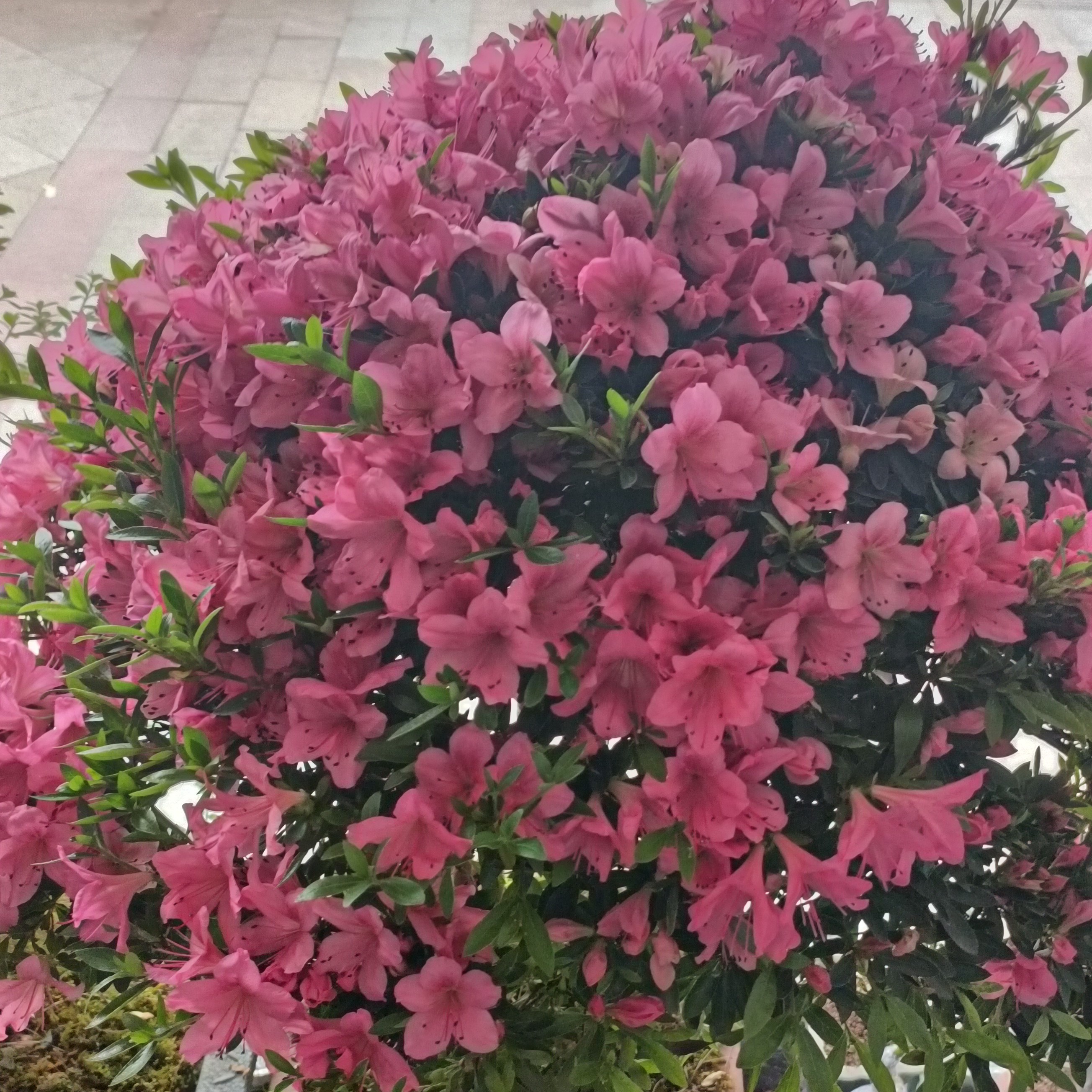 （直播间一物一拍，不要私自下单）嫁接大盃品种，原生紫姬，产于福建
