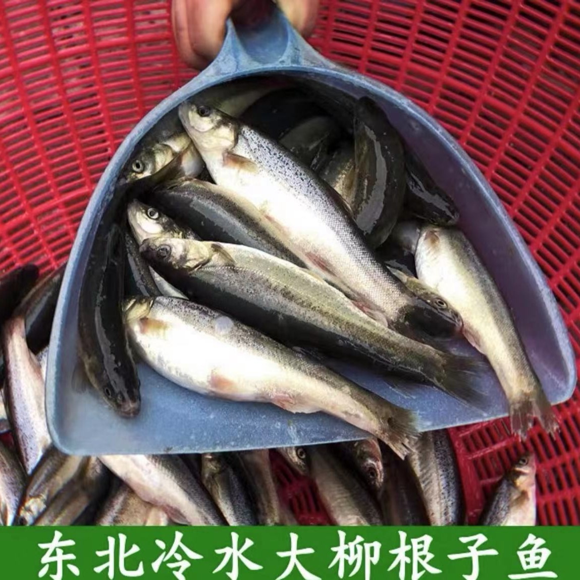 【小薇精选】东北冷水柳根渔4斤 淡水冷水渔10条左右一斤 顺丰快递