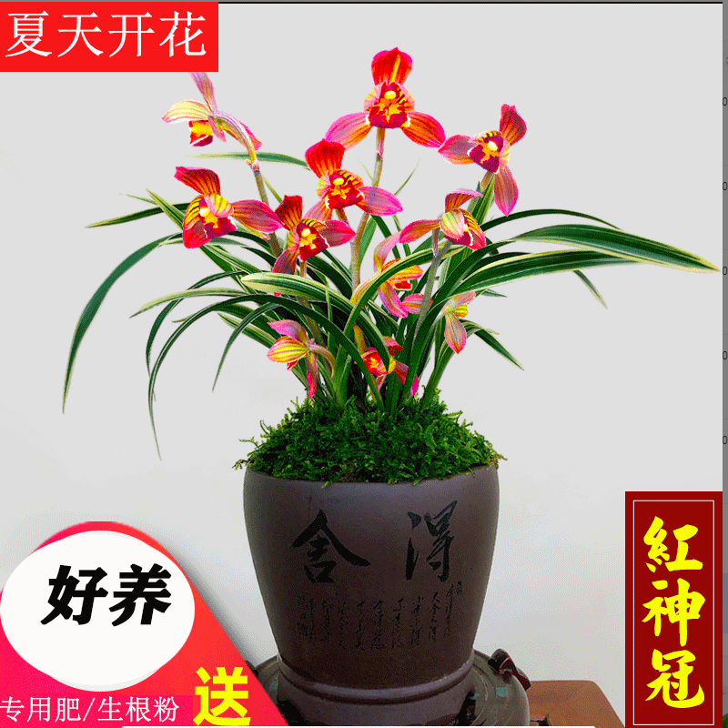 金边兰花建兰矮种红神冠浓香型夏天开花