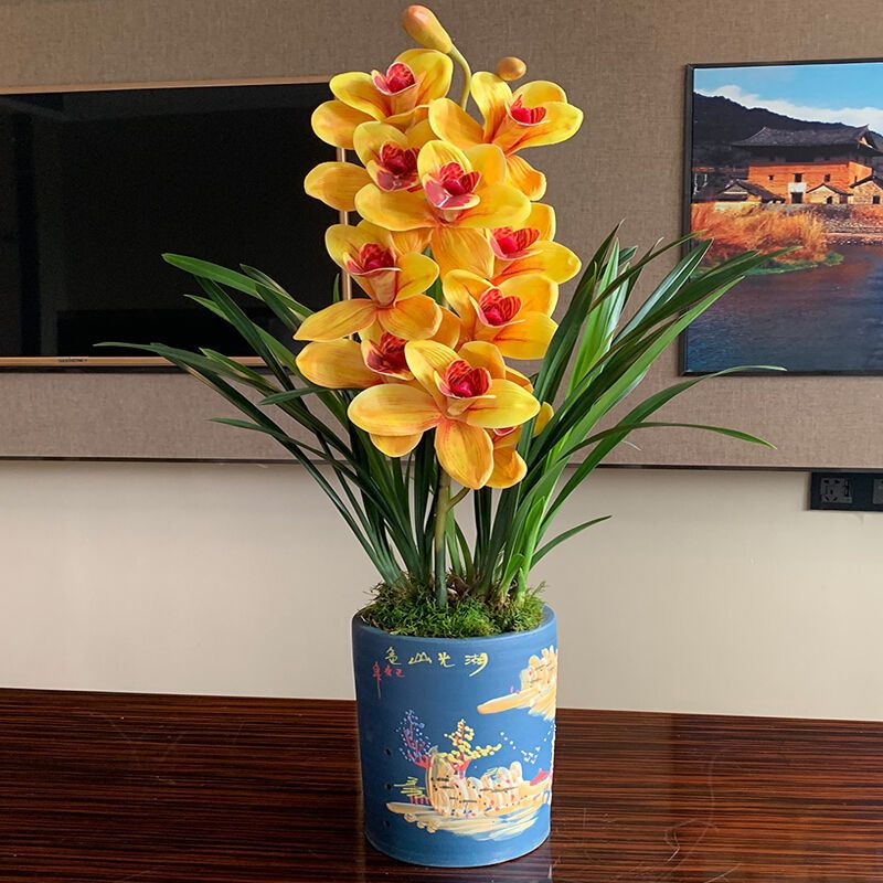 超香 兰花【荣华富贵】大花苞室内盆栽花卉绿植兰草植物兰花苗