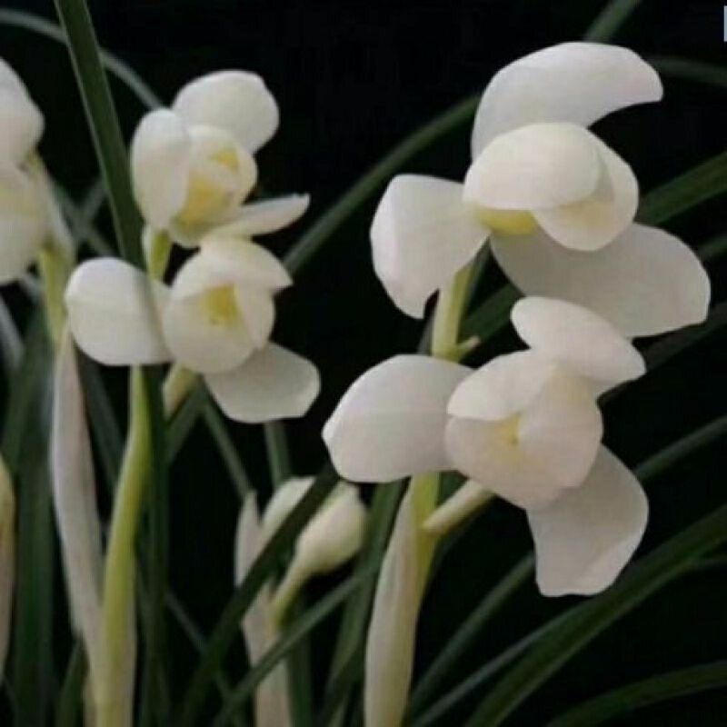 兰花春兰荷瓣精品如意荷名贵浓香兰花苗好养室内室外花卉