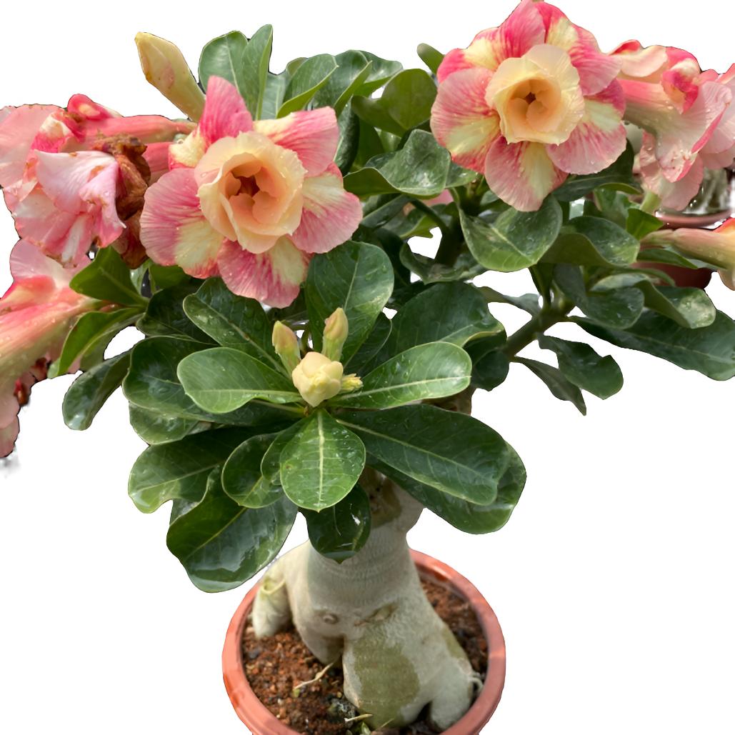 沙漠玫瑰嫁接花  花色随机