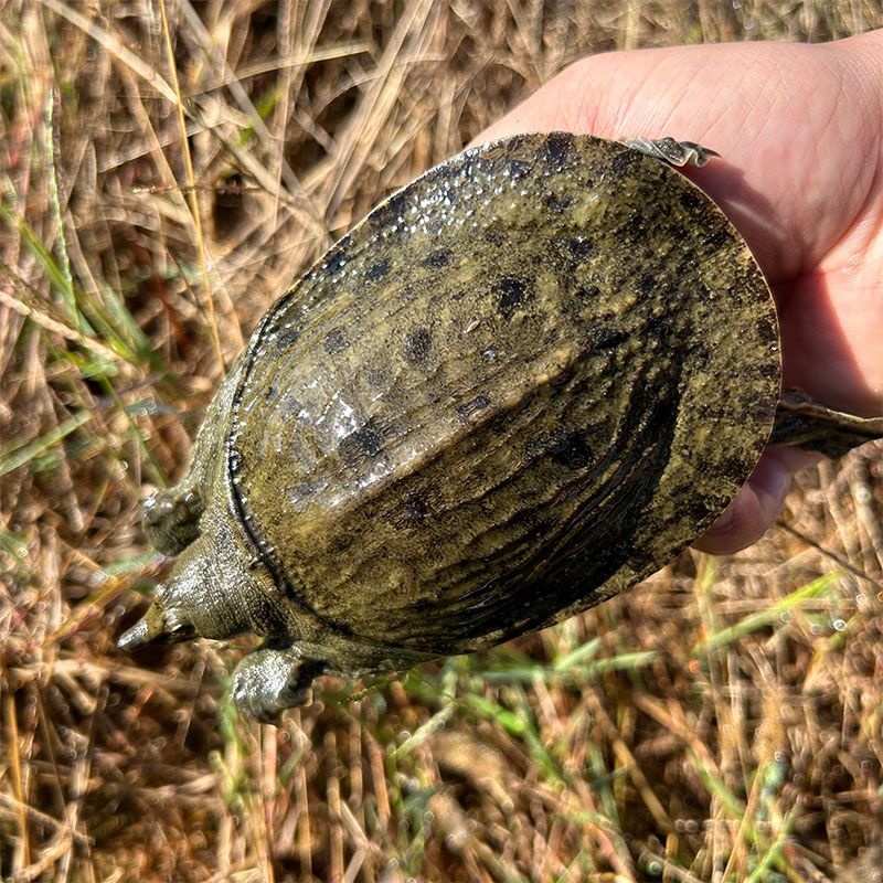 小甲鱼 活体外塘养殖甲鱼团鱼 水鱼王八中华鳖 观赏甲鱼