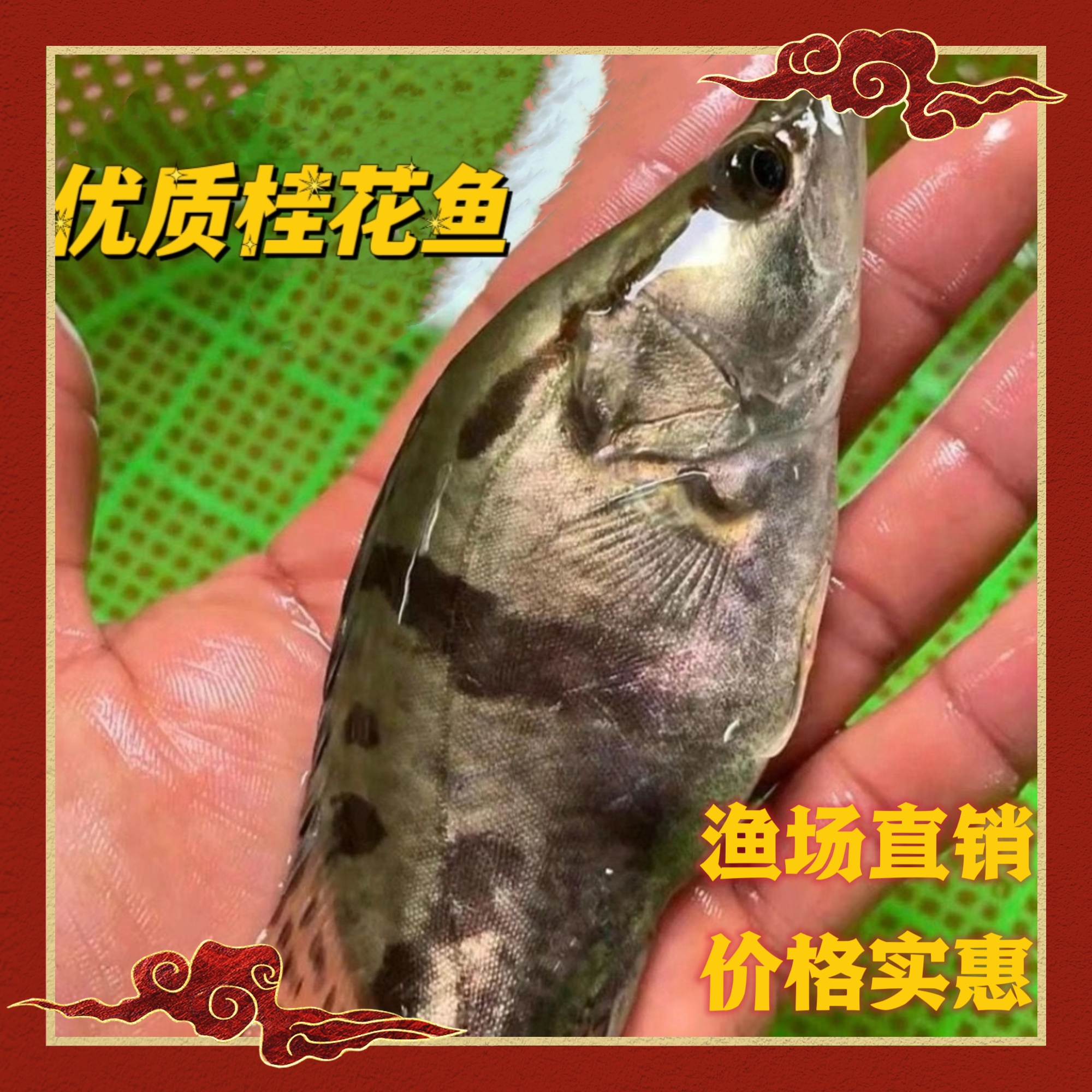 桂花鱼 鳜鱼 斑鳜鱼 翘嘴鳜 大眼鳜 宠物观赏鱼淡水鱼