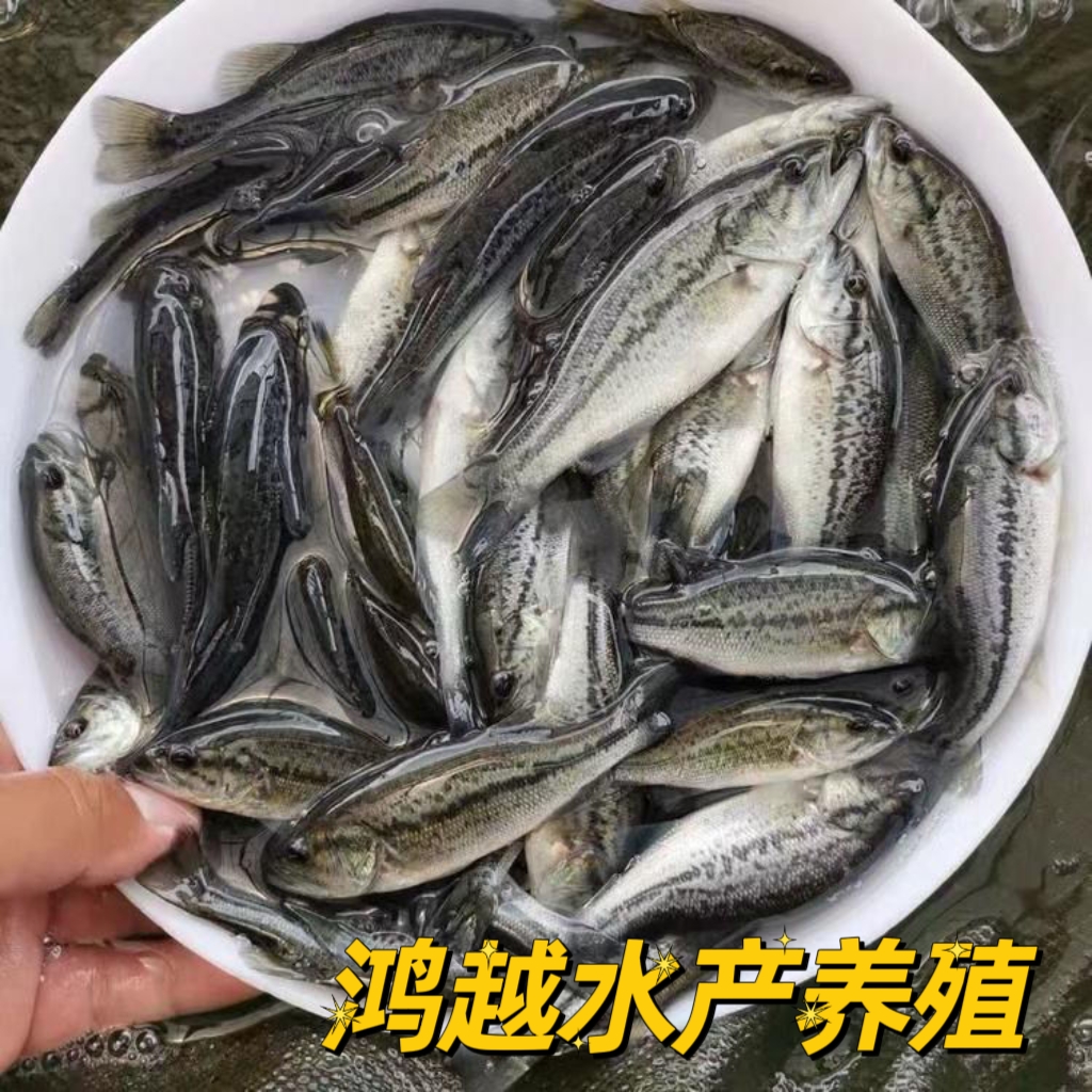 优质鲈鱼 十公分加州鲈鱼 路亚 大口黑鲈鱼 宠物观赏鱼