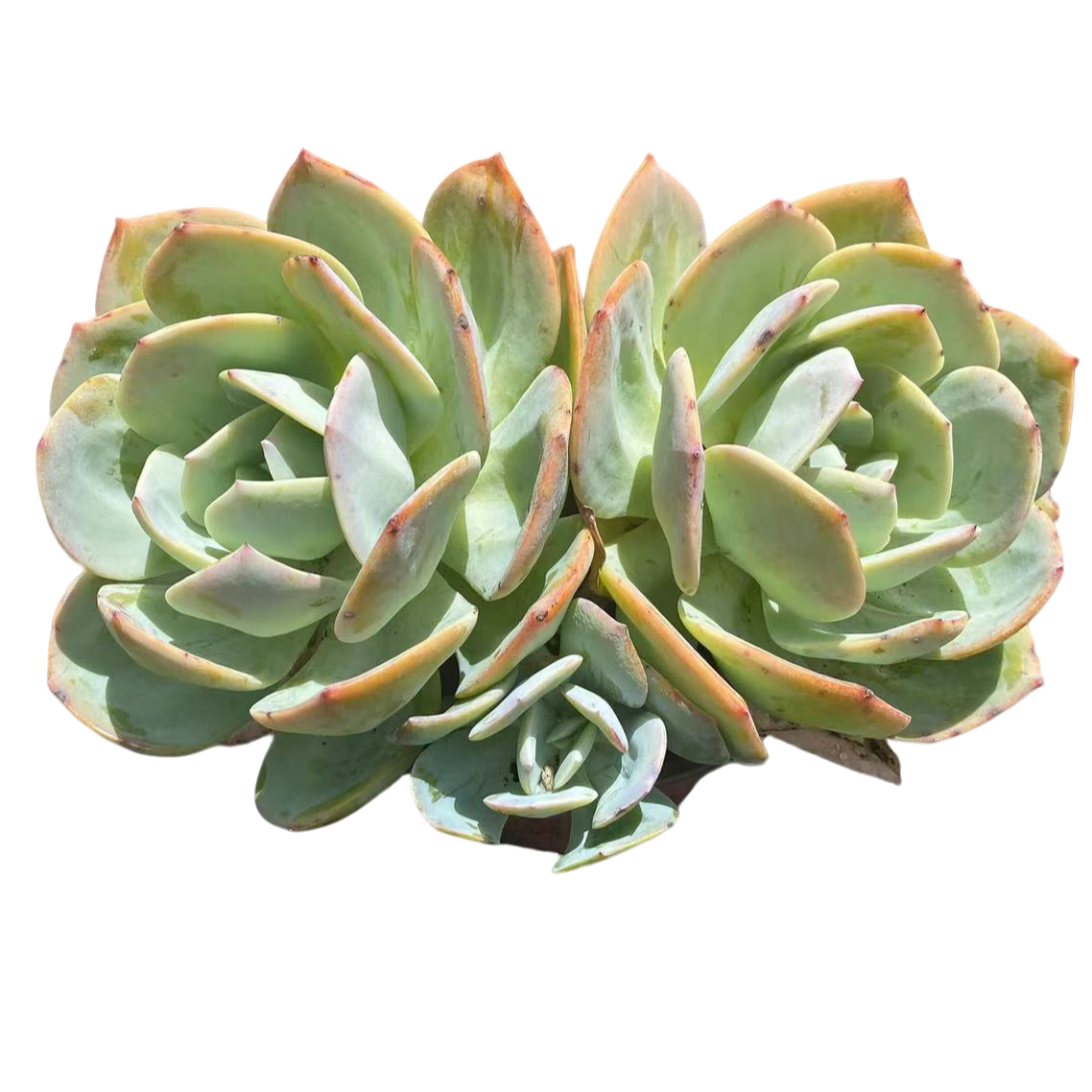 多头血凤（两头起）多肉植物精选发货种植基地自产自销优选