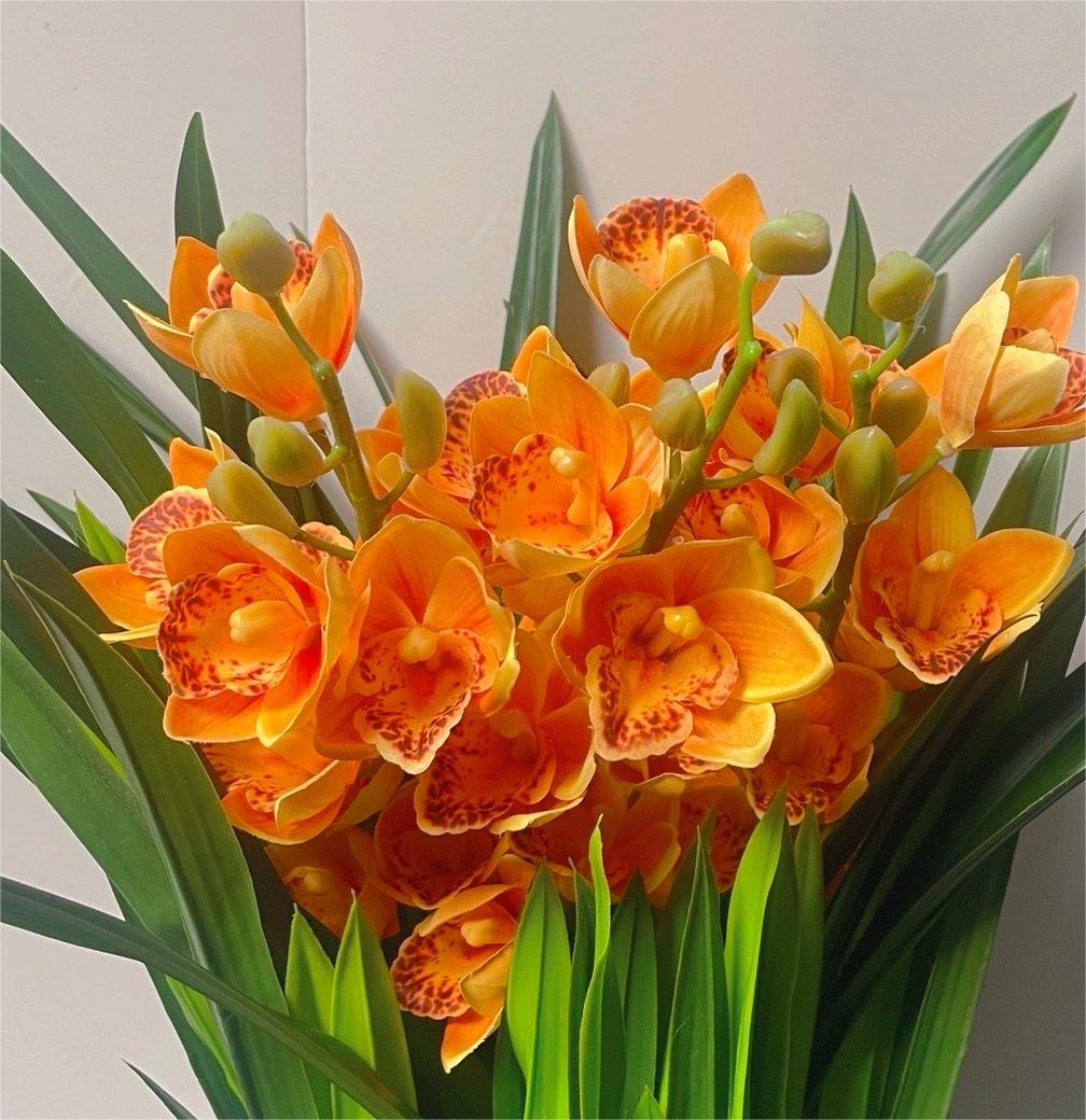 【黄金万两】花卉室内盆栽地栽种植四季常青年宵花卉开花庭院种植