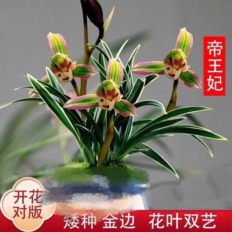 名贵高档精品【帝王妃】书房客厅阳台花卉吸甲醛好养易活兰花