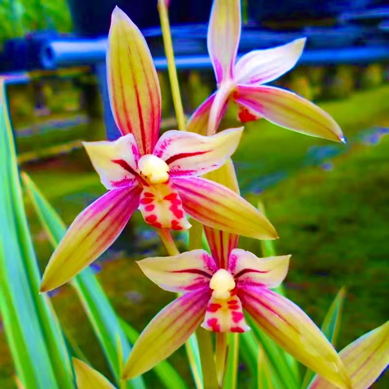 精品高端建兰【胭脂红】兰花盆栽绿植花卉室内栽培种植四季开花好养