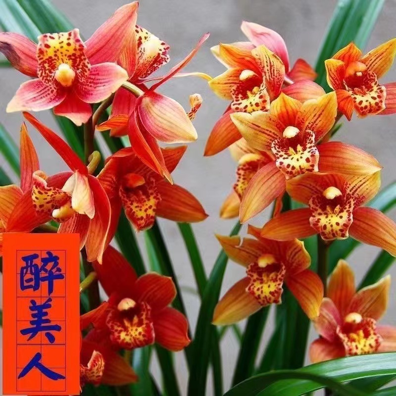 精品高端建兰浓香型【醉美人】带花苞兰花兰草盆栽绿植花卉办公室