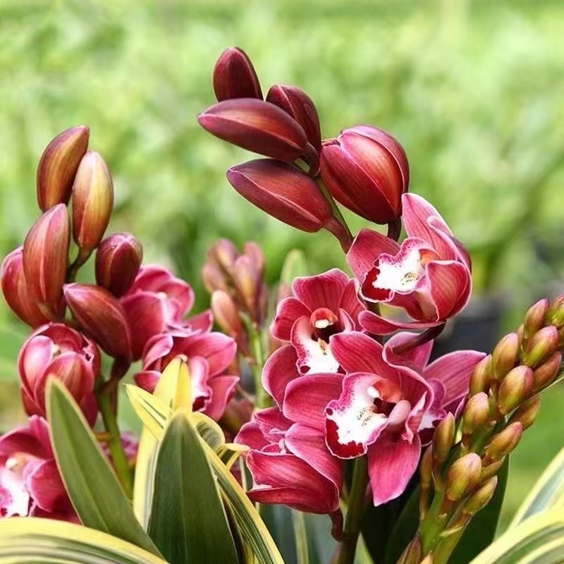 高端精品浓香型兰花【黄金中国龙】 书房客厅阳台花卉