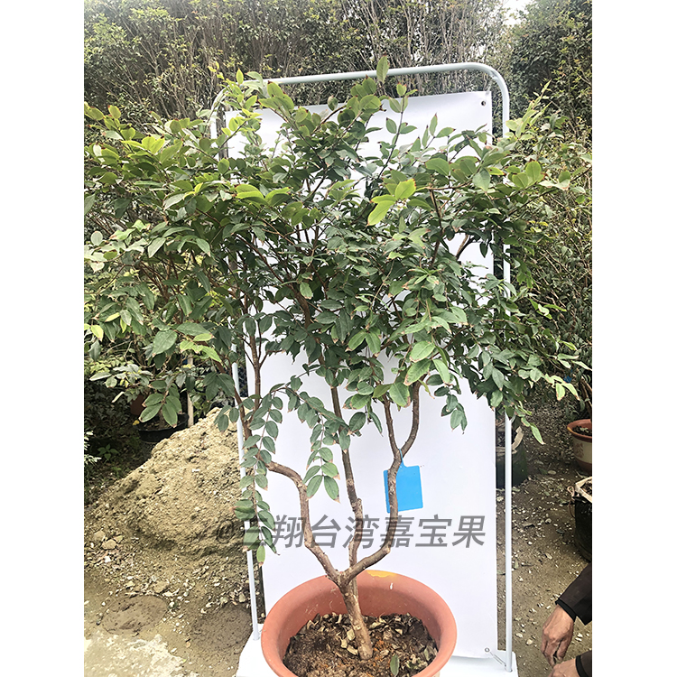 10年四季红妃嘉宝果树早生品种一年四季都有惊喜修剪种植