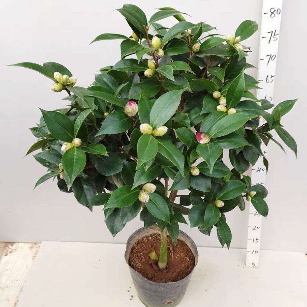 山茶花大红赤丹耐高温低温盆栽地栽易养活庭院室外室内阳台原盆