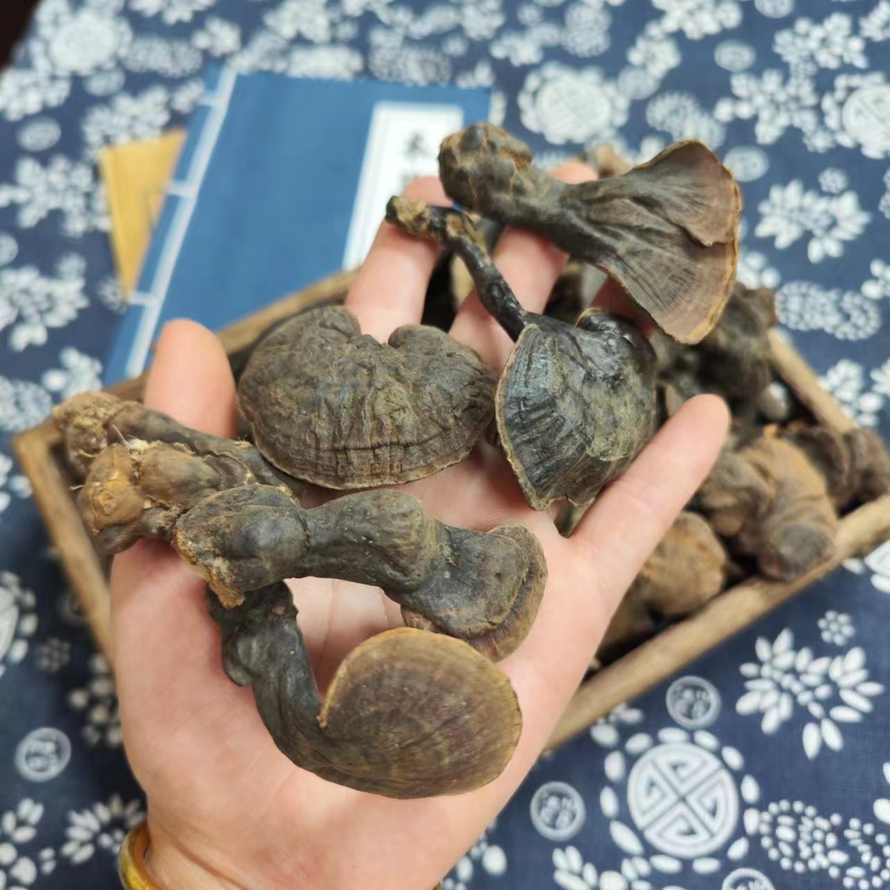 云南深山竹灵芝 原生态灵芝 小红灵芝(小规格) 