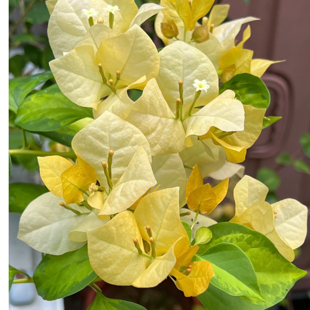 {草莓黄} 原生盆苗 爬藤垂吊飘枝